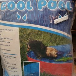 Dog Pool