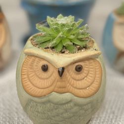 Small Owl Succulent Planter