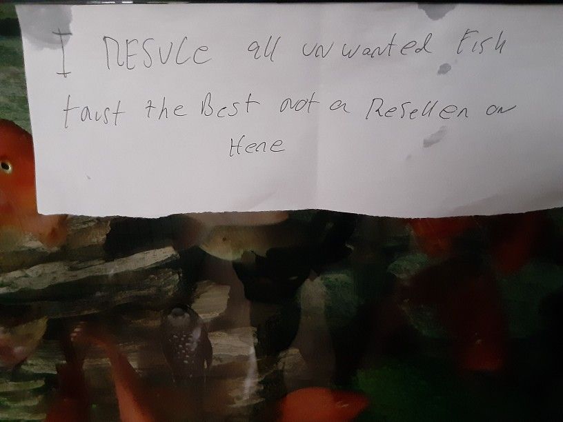 Mr. Aquarium Fish Tank Fish Rescue