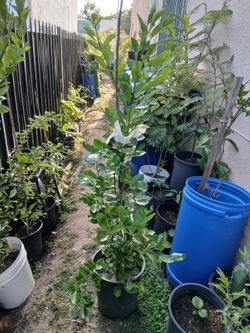 Planta de mandarina dulce