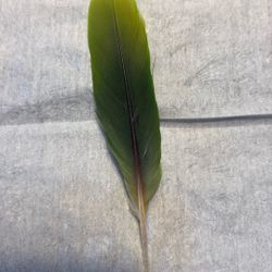 Military Macaw Flight Feather
