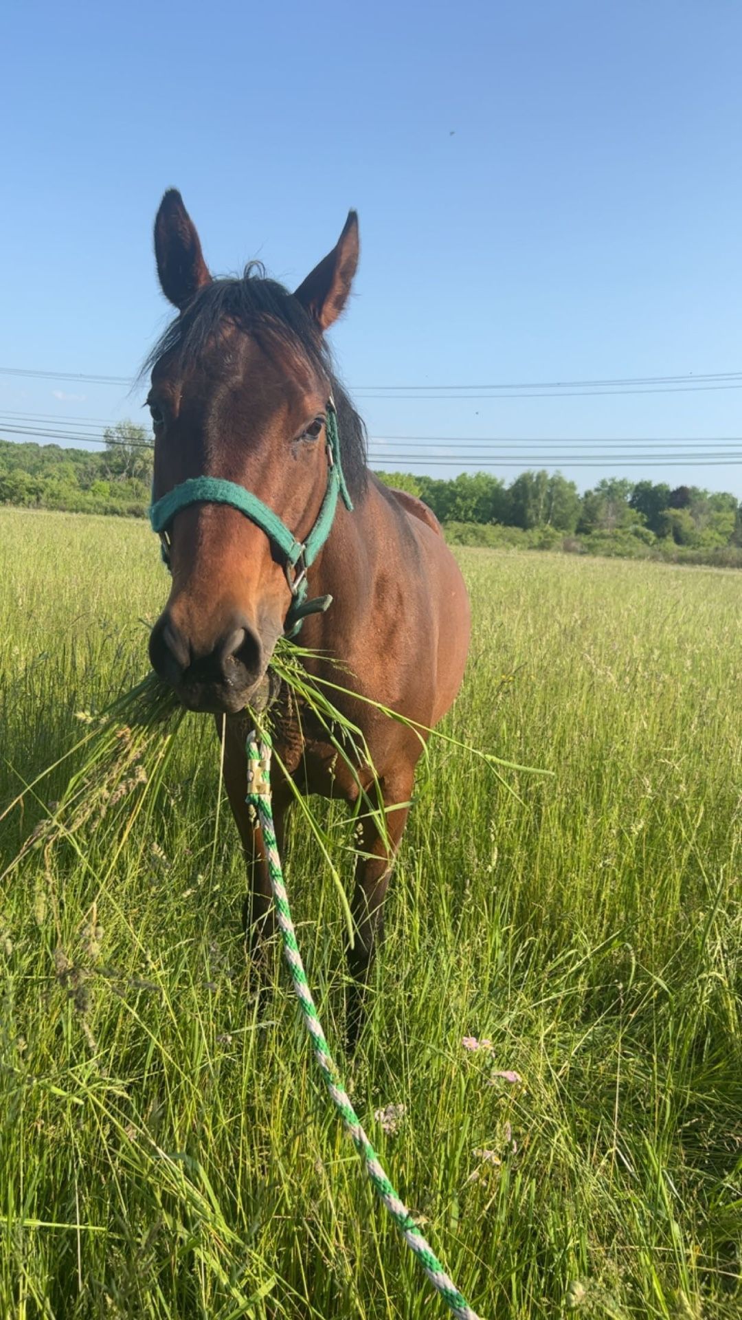 Appendix Mare Horse