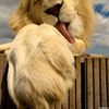 Serg