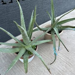 Healthy Alo Vera  20 Each 