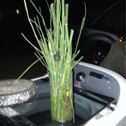 Horsetail Grass