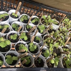 Cucumber And Turnips 🥒