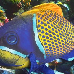 Jumbo Size Soft Plush Tropical Fish Children’s  🐠 Toy Pillow Decoration 