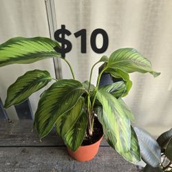 Pinstripe Plant 