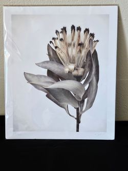 🎨 RARE #1/100 Limited Edition Art Print - "Elegy of a Flower"