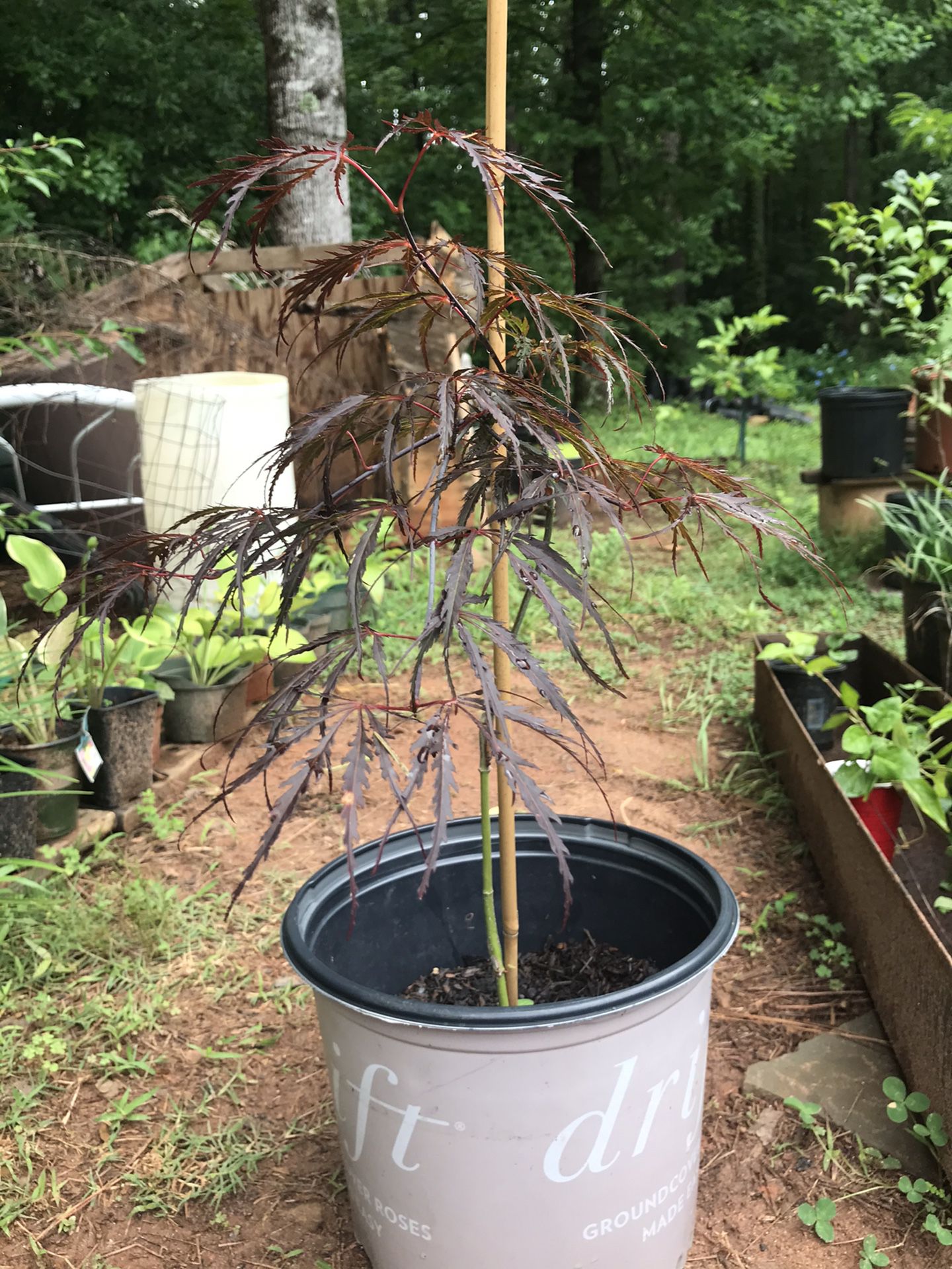 Japanese maple rare varieties two left each $ 40 firm must pick up in Kennesaw off wade green road price to sell please serious buyers only