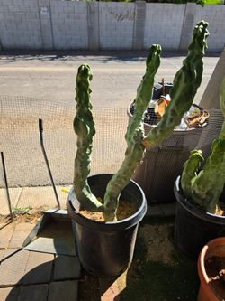 Totem pole cactus