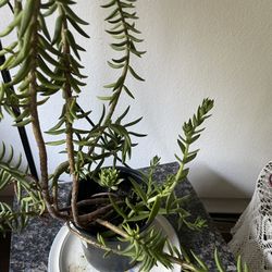 Miniature Pine Tree Plant