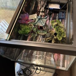 Fish Tank ( Pecera)