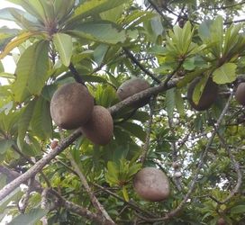 KEY WEST MAMEY FOR SALE. ONLY $2 A POUND