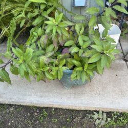 Plants 