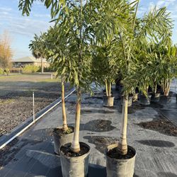 Foxtail Palms 15 Gallon