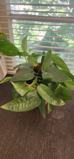 Cebu Pothos
