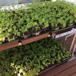 3 Tomato or Tomatillo Plants for $5 - Lots of Varieties Available