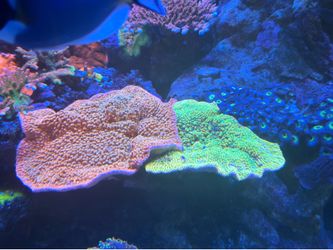 Brain freeze & Beach bum Montipora