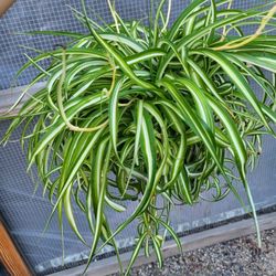 Spider Plant 8" Pot