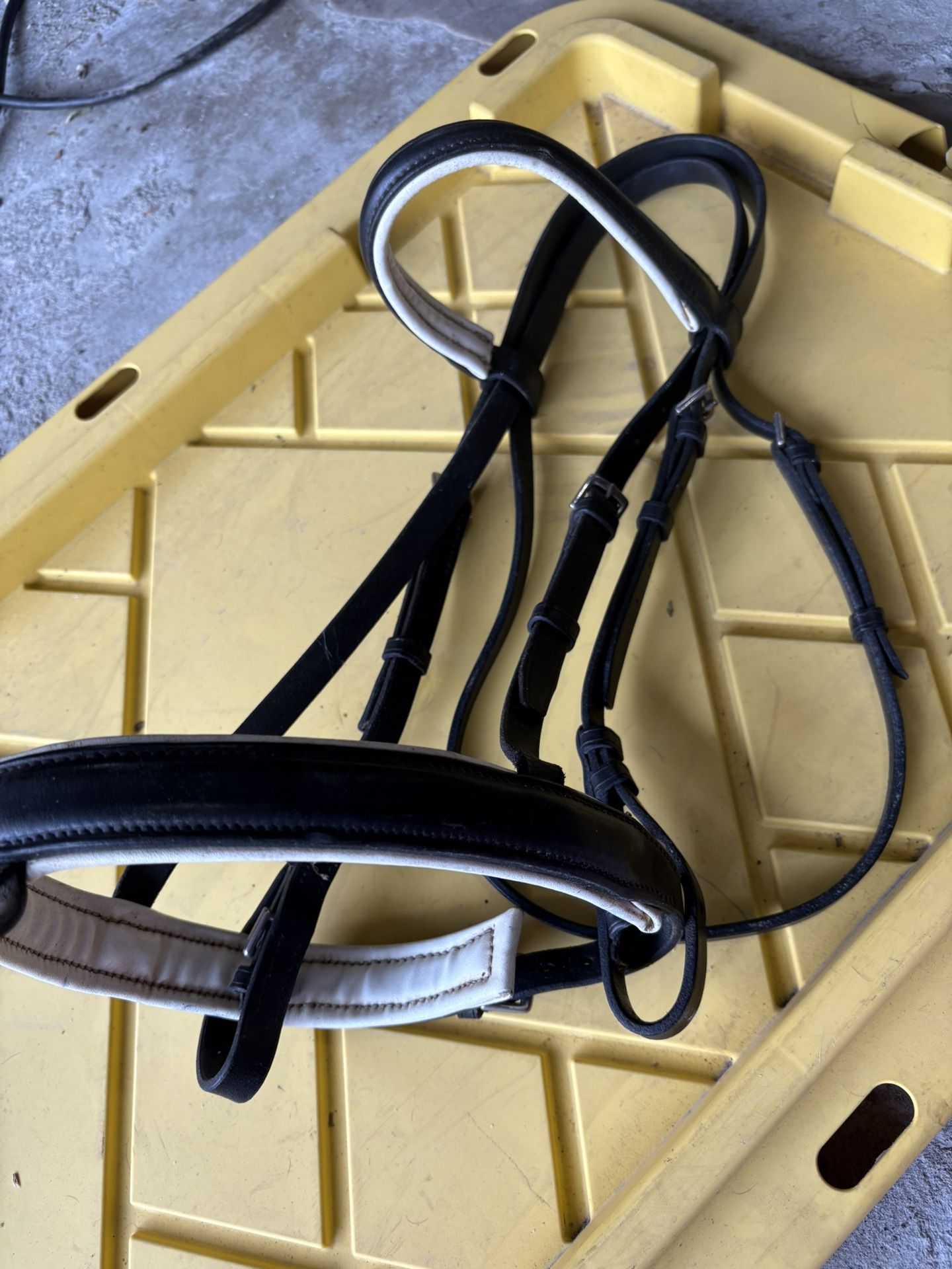 Dressage Horse Bridle