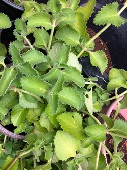 Ajwain Plant Big