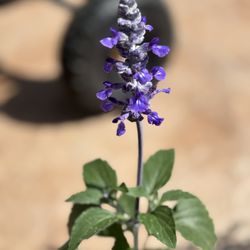 Salvia  farinacea, violet- blue flower spike's