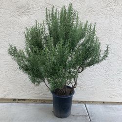 Giant Rosemary Herb Bush Plant, 5 Gallon