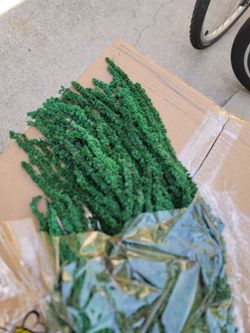 Amaranthus dark green flower
