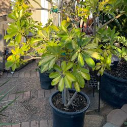 Dwarf Umbrella Tree