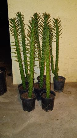 Cactus