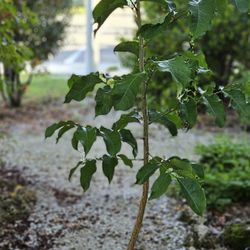 Gumbo Limbo Tree
