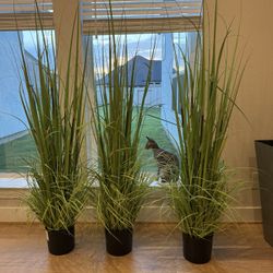 3 Tall Plants $170