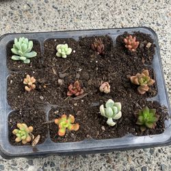 12. Live indoor succulents.