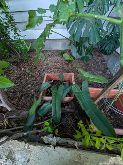 Philodendron houseplant