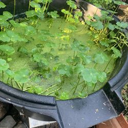 Water Plants In 1 Gallon 