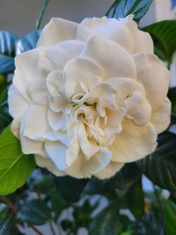 Gardenia   Tree