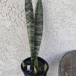 1.5 Gallon Pot of Live Snake Plant - Sansevieria Laurentii - Mother in Law’s Tongue - Great for Landscaping - Indoor Outdoor Plant - 🪴 