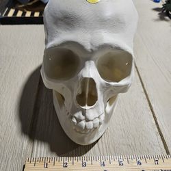 3d Printed Skull - Authentic Size