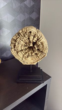 13 inch tree slice