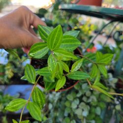 Pepperomia Plant In 4" Pot