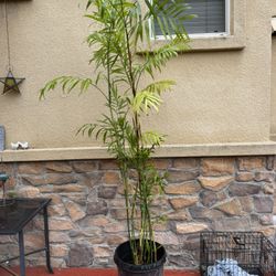 Bamboo Palm
