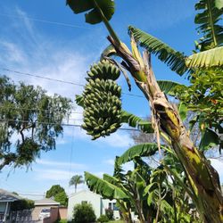 Thai Banana
