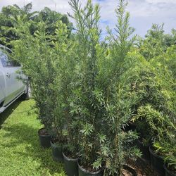podocarpus all sizes available staring 2 feet $7 , 4 feet $10, 6 feet $35  7 feet $80