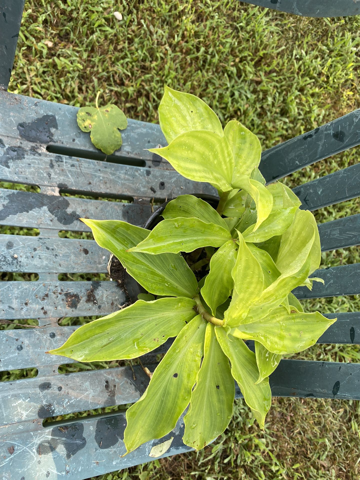 Insulin Plants