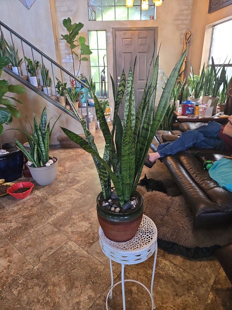 2ft 7in Tall Sansevieria Snake Plant In Ceramic Pot With Stones