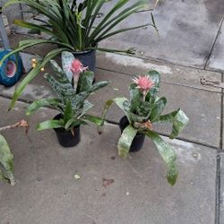 Bromelia Plant