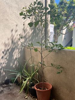 Lemon tree