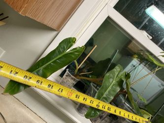 Well rooted Huge leaf Philodendron Billietiae; exact plant; 95820