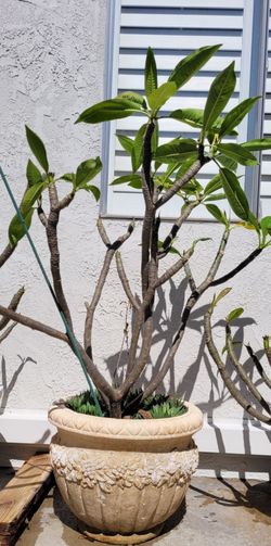Plumeria plant
